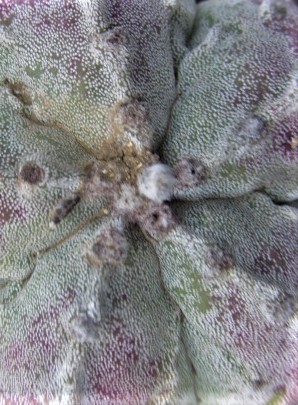 Astrophytum <br>hybrid fukuryu