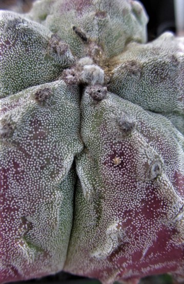 Astrophytum <br>hybrid fukuryu