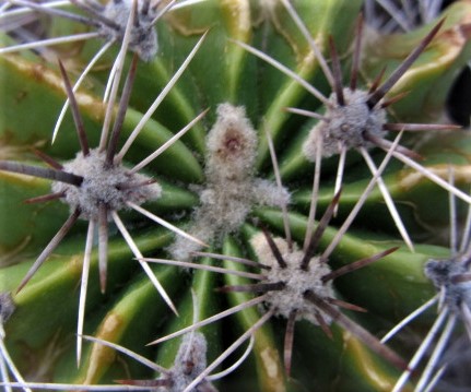 Ferocactus <br>flavorivens