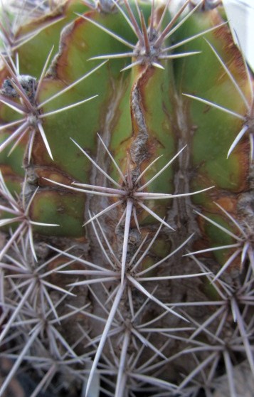 Ferocactus <br>flavorivens