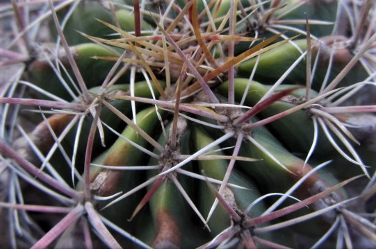 Ferocactus <br>viridescens orcutti