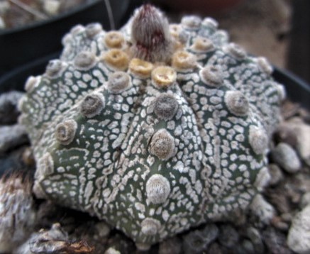 Astrophytum <br>cv capas f2