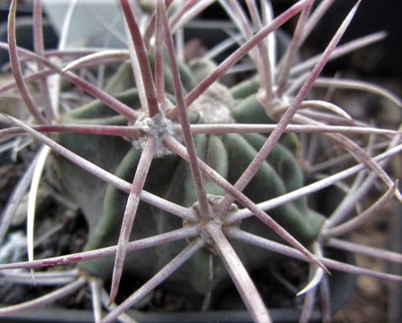 Echinocactus <br>parryi