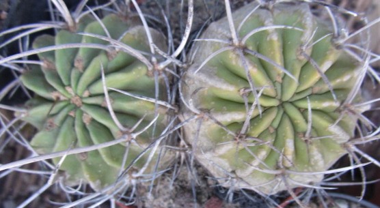 Lobivia <br>longispina?