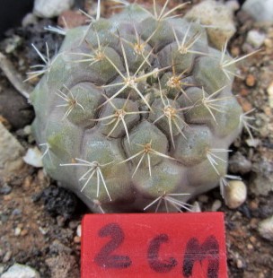 Copiapoa <br>taltalensis