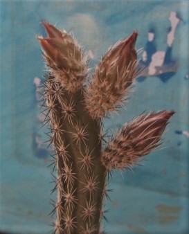 Echinocereus <br>waldeisii
