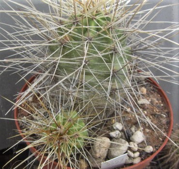 Echinocereus <br>enneacanthus