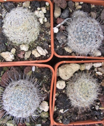 Mammillaria <br>stella de tacubayda ??