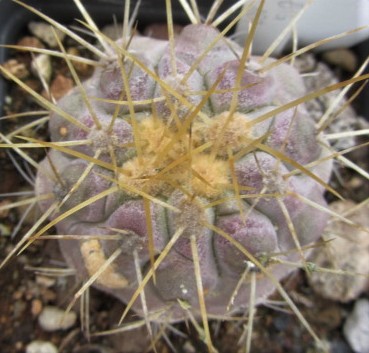 Copiapoa <br>gigantea