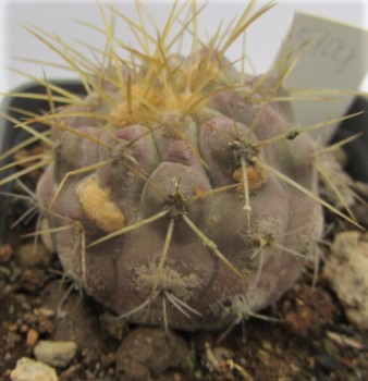 Copiapoa <br>gigantea