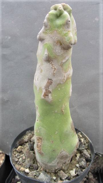 Lophocereus <br>schotti monstroso