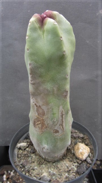 Lophocereus <br>schotti monstroso