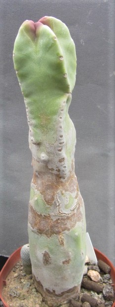 Lophocereus <br>schotti monstroso