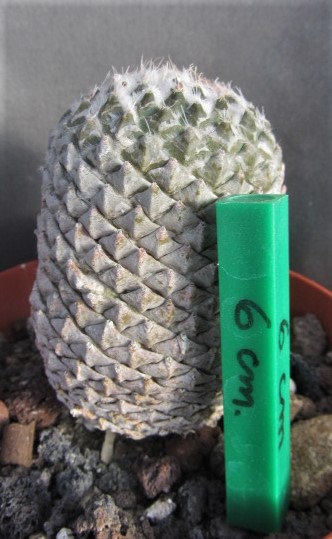 Encephalocarpus <br>strobiliformis 