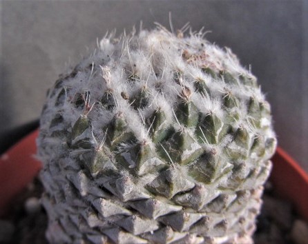 Encephalocarpus <br>strobiliformis 