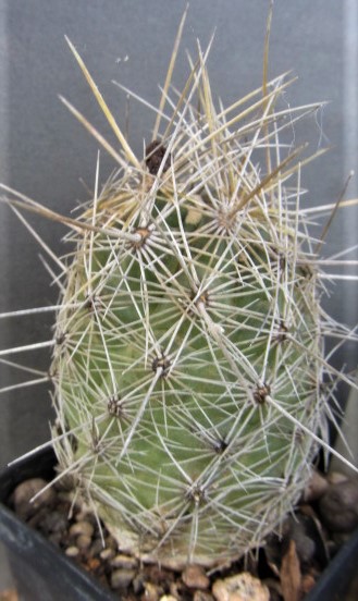 Thelocactus <br>bicolor bolansis