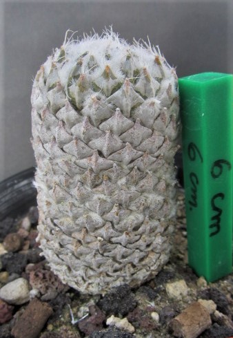 Encephalocarpus <br>strobiliformis 