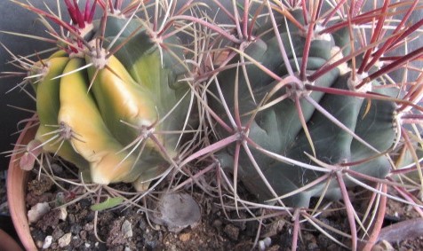Ferocactus <br>cylindraceus eastwoodie