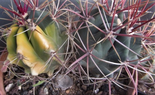 Ferocactus <br>cylindraceus eastwoodie