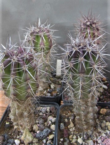 Machaerocereus  <br>gummosus  puerto viejo bcs