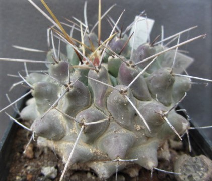 Thelocactus <br>rinconensis 