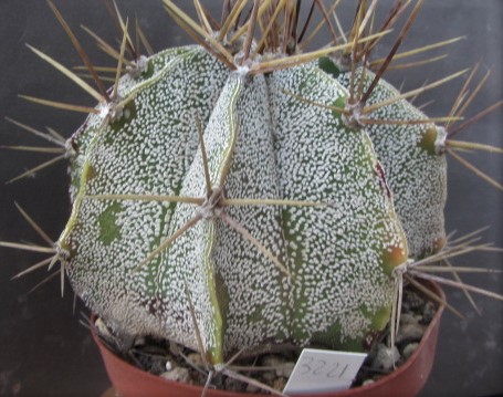 Astrophytum <br>cv ornatum x onzuka