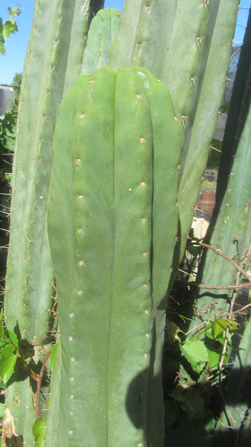 Trichocereus <br>pachanoi 