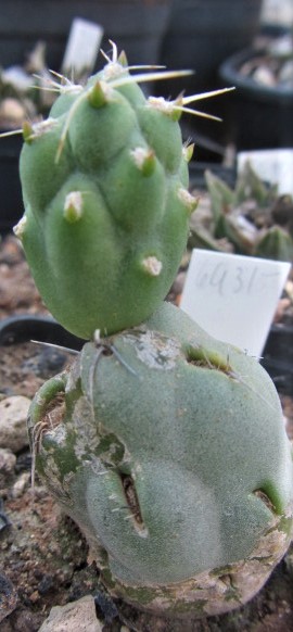 Opuntia <br>boliviana dactilifera