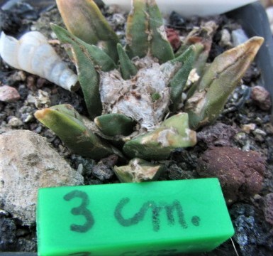 Ariocarpus <br>cv hybrid f3 agavoides