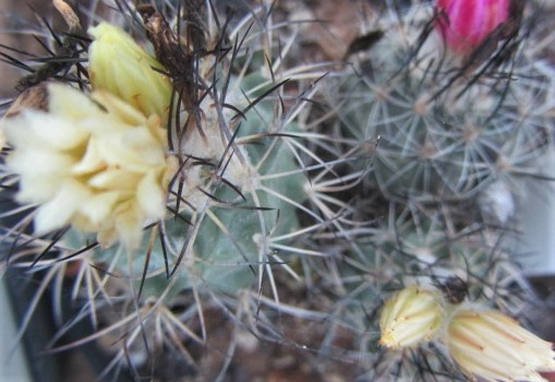 Turbinicarpus <br>hybrid mix