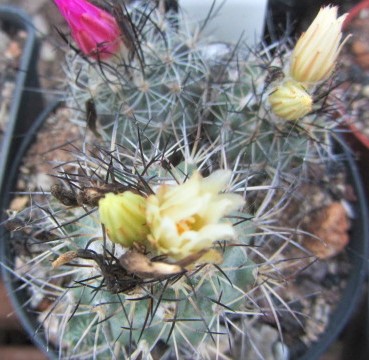 Turbinicarpus <br>hybrid mix