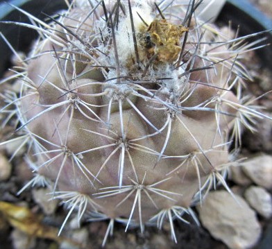 Copiapoa <br>cv hybrid krainziana x ?