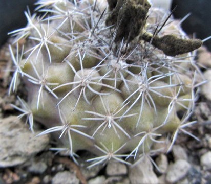 Copiapoa <br>cv hybrid krainziana x ?