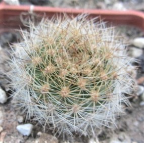 Matucana <br>haynei herzogiana