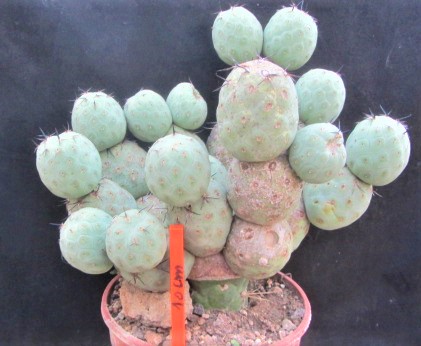 Tephrocactus <br>alexanderi geometricus