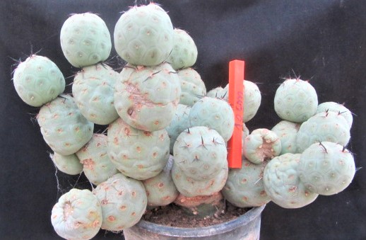 Tephrocactus <br>alexanderi geometricus
