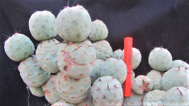 Tephrocactus <br>alexanderi geometricus