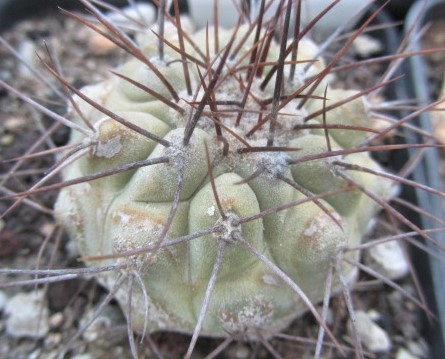 Copiapoa <br>hasel x krain