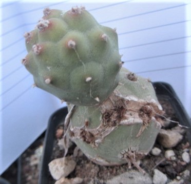 Tephrocactus <br>papyracanthus inermis