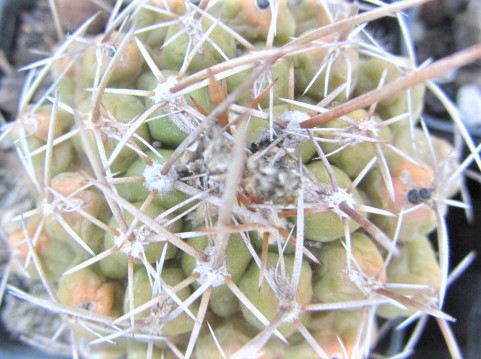 Thelocactus tulensis fma