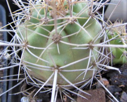 Echinocereus <br>triglochidiatus 