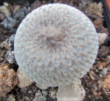 Epithelantha <br>micromeris