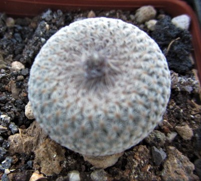 Epithelantha <br>micromeris