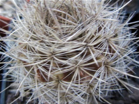 Eriosyce <br>subgibbosa