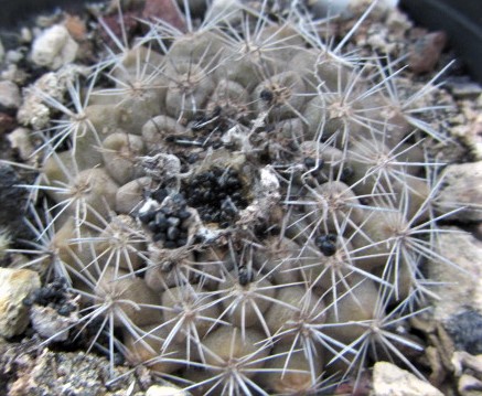 Copiapoa <br>varispinata ? fma
