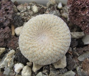 Epithelantha <br>bokei