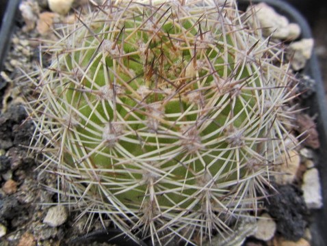 Matucana <br>intertexta