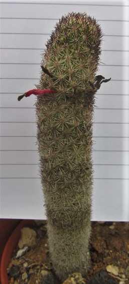 Mammillaria <br>sphacelata viperina