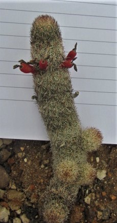 Mammillaria <br>sphacelata viperina