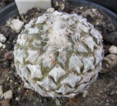 Encephalocarpus <br>strobiliformis 